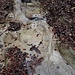 ein kleines Wunderland, das nur bei Niedrigwasser sichtbar wird