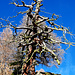 Un arbre probablement pluri-centenaire. 