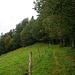Waldrand