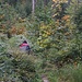 verwachsen