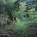 Der lauschige, ziemlich zugewachsene Waldrandrainabfuhrpfad