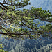 [https://www.youtube.com/watch?v=wbM3OuPShec Out Among The Sheltering Pines,] aber auch [https://www.hikr.org/gallery/photo3148685.html?post_id=153188 Deja Vu.]