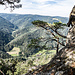 ...  ankündigen wollte, bringt sie uns auf einen kiefernbestandenen Absatz mit fantastischem Blick ins Gutachtal!