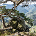 [https://www.youtube.com/watch?v=wbM3OuPShec Out Among The Sheltering Pines.]