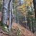 lauschiger Beginn des längeren, oft steilen Anstieges am bewaldeten Hang