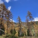 weiteres Lärchengold