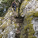 Vorwärts abklettern ist noch gut möglich
Foto: schubi