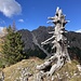 Bäume am Brander Golm
