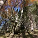 schöner Baumwuchs - mit Herbstfarben