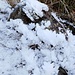 Brina alta 3 centimetri