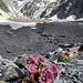 Glacier du Miage