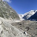 Steingeissen und Kitze an den Moränen des Glacier du Miage