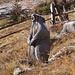 marmotta