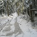 Der Pfad zum Hohen Ochsenkopf war heute noch nicht begangen, der Schnee noch frisch.