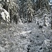 Hier versuche ich, vom Gipfel nach Osten abzusteigen, zum östlichen Ende der beiden "Beckerwege". Aber wegen des dicht verschneiten Gestrüpps kehrte ich bald wieder um, und ging auf dem Pfad zurück, auf dem ich kam.