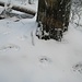 Hier ist der Wolf von seiner geraden Linie leicht seitlich ausgewichen, um an diesem Baumstupf anzuhalten und ein paar Urin-Spritzer zu setzen, als Revier-Markierung.