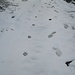 Nanu, da ist ja neben meiner alten Trittspur noch eine Tier-Spur. Die war vorhin noch nicht da. Die Abdrücke schön in einer Reihe, im Schnürgang wie ein Fuchs, aber doch viel größer?