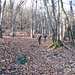 Entrando in un bosco di castagni a monte del paese, il sentiero inizia zigzagare con buona pendenza per portarsi a sinistra verso lo spigolo est del Monte Morissolo.