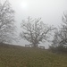 hier wäre ein toller Blick ins Donautal mit seinem geschungenem Flusslauf möglich aber der Nebel hat auch seinen Reiz....