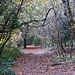 Auf dem Redhill Common