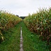 Maisweg