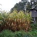 Maisstand