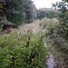 durch den Truderinger Wald