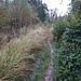durch den Truderinger Wald