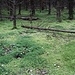 grüner Waldteppich