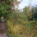 schön angelegter Weg entlang der ehemaligen Kiesgrube