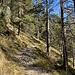 800 Höhenmeter Aufstieg im Wald