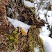 Pilz zwischen Schnee und Moosen