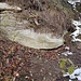Selbst in diesem verschneiten Tobelwald hat das Wild ein trockenes Plätzchen gefunden