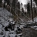 links die Böschung hoch, um das Wald-Mikado zu umgehen