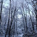 Ancora all'ombra permane la neve del giorno prima sugli alberi