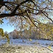 Neve sugli alberi non ancora spogli