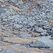 Auf dem Wanderweg zum Furggasee sichteten wir ein grosses Rudel Gemsen