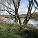Die Aare vor dem Staffeleggzubringer.