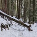 Für den Abstieg nahm ich im unteren Teil die Abkürzung auf dem Wanderweg durch den Wald. Das war nicht besonders schön, aber eben - kürzer.
Übrigens, dies war der einzige Baumstamm welcher quer über dem Wanderweg lag.