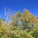 Herbstbäume beim Ausgangspunkt