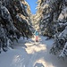 Epaule boisée vers 1600m. La forêt est étonnamment enneigée