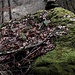 Foto vom 10.02.2019, hier sieht man noch die Farnwedel