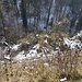 Blick nach unten. Zum Tobelwald ein Wall von Waldrebe, Brombeeren und anderen Unwegsamkeiten