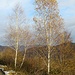 Betulle in autunno.