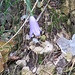 Fra le foglie morte e il ghiaccio una Campanula resiste.