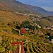 i vigneti di Mamete