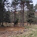 Pian dei Sali