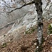 Die Felsstufe (ca. 810 m) am oberen Ende des Geröllfeldes wird in einem links-rechts-Bogen erkraxelt (kaum I)