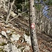 ...der Pfad am Wandfuß ist nun ein paar Mal mit einem Schweizerkreuz markiert