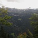 Wald, Laub und Wasserfälle